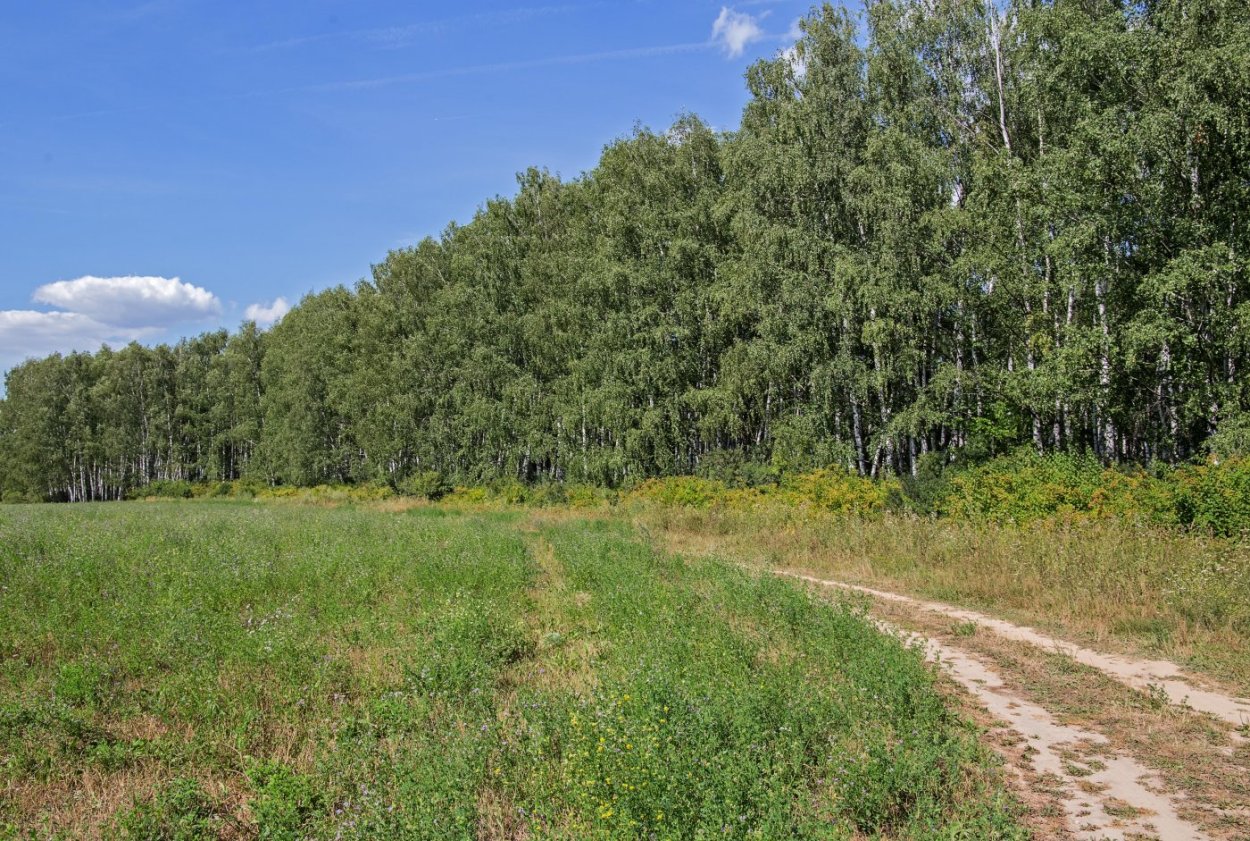 Полезащитные Лесные полосы Воронежа