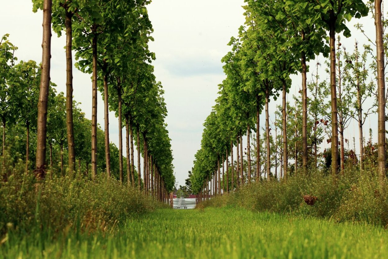 Мелиоративные защитные Лесные насаждения