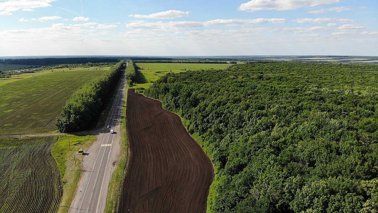 Панорама деревья