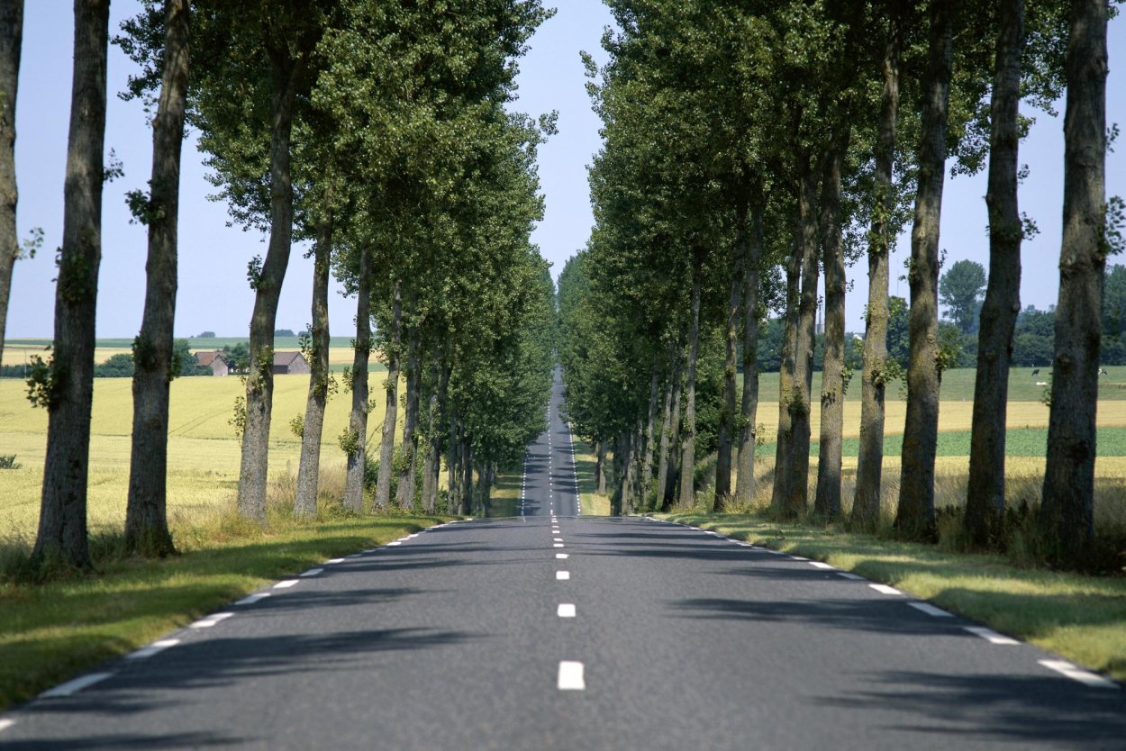 Деревья вдоль дороги