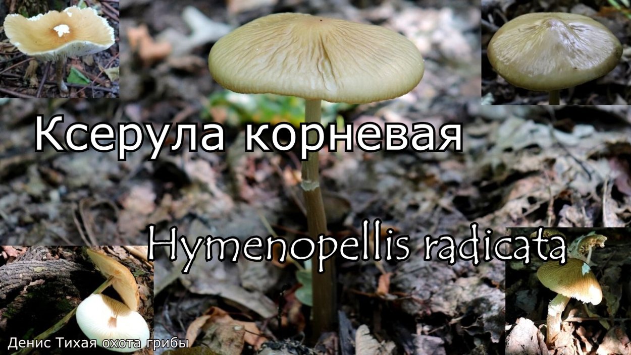 Ксерула корневая