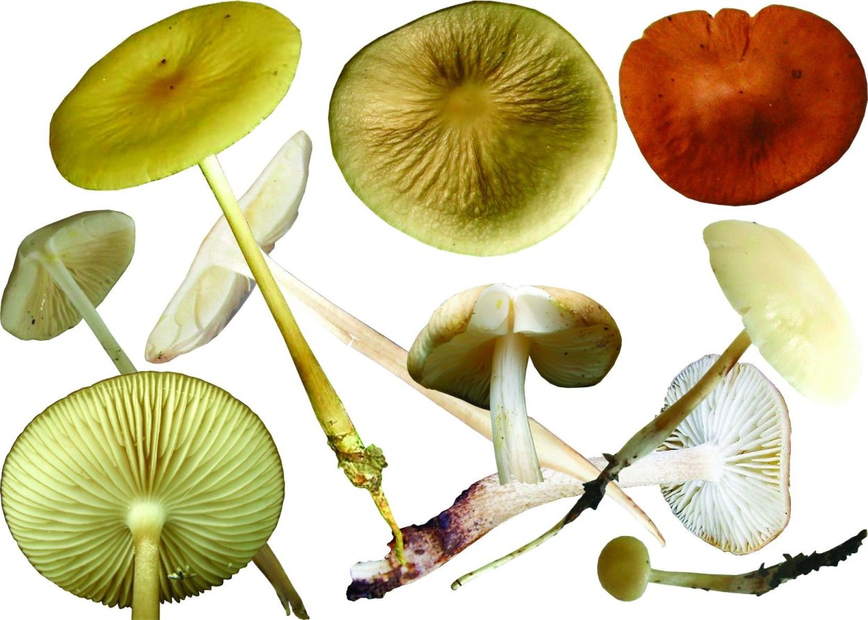 Грибы Коллибия широкопластинчатая