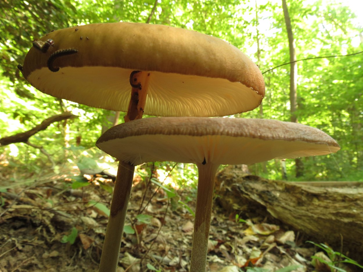 Как выглядят грибы подголовники