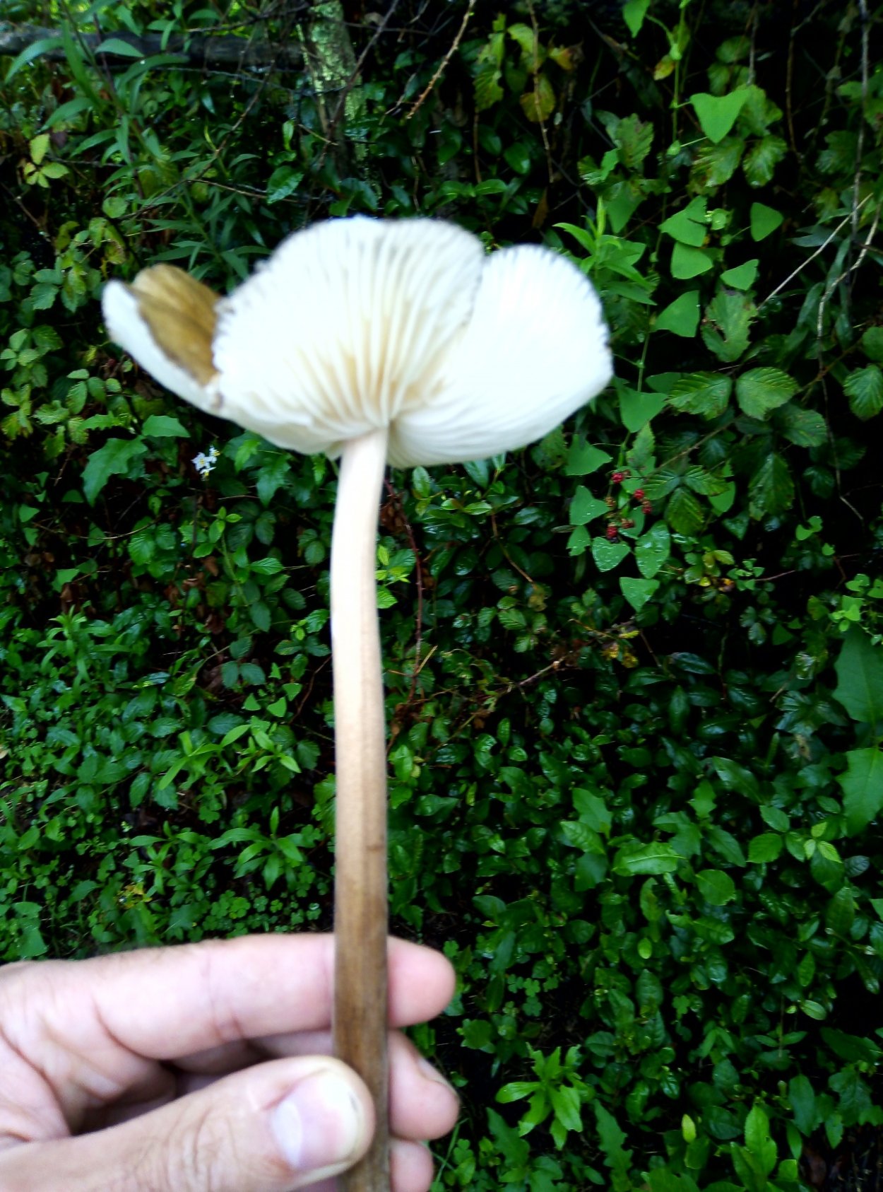 Грибы в Липецкой области 2021