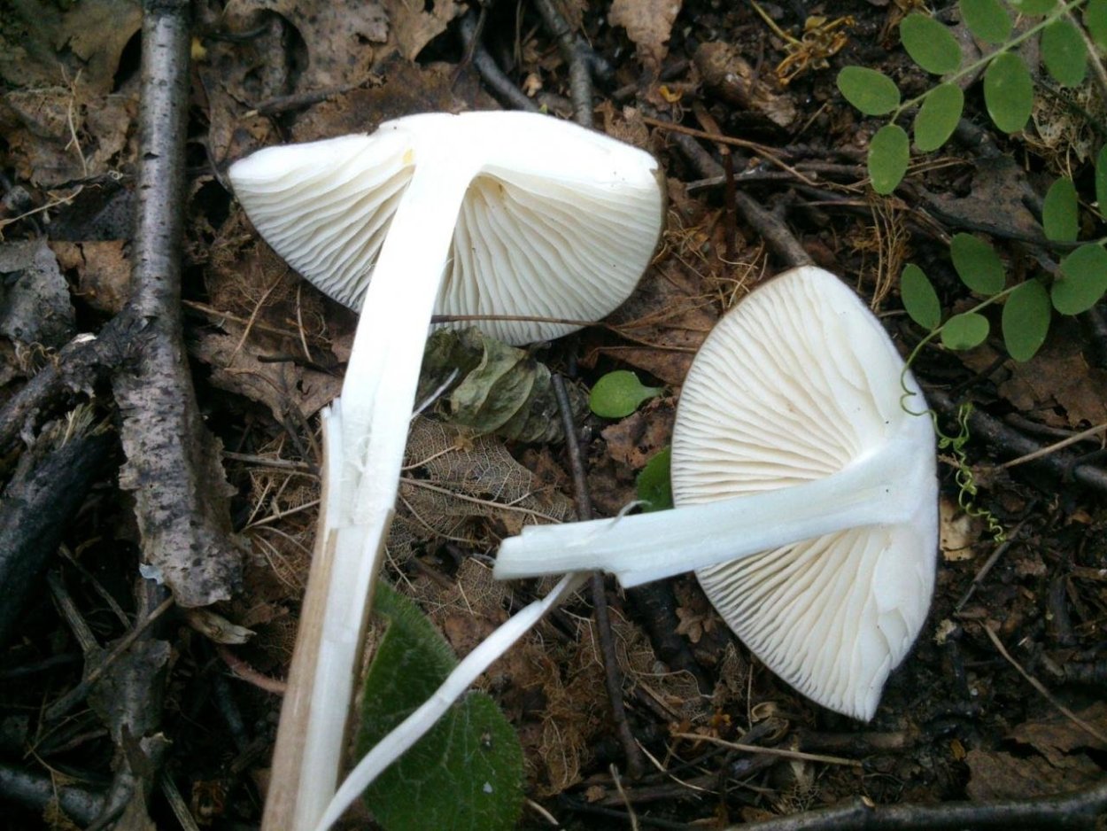 Коллибия гриб съедобный