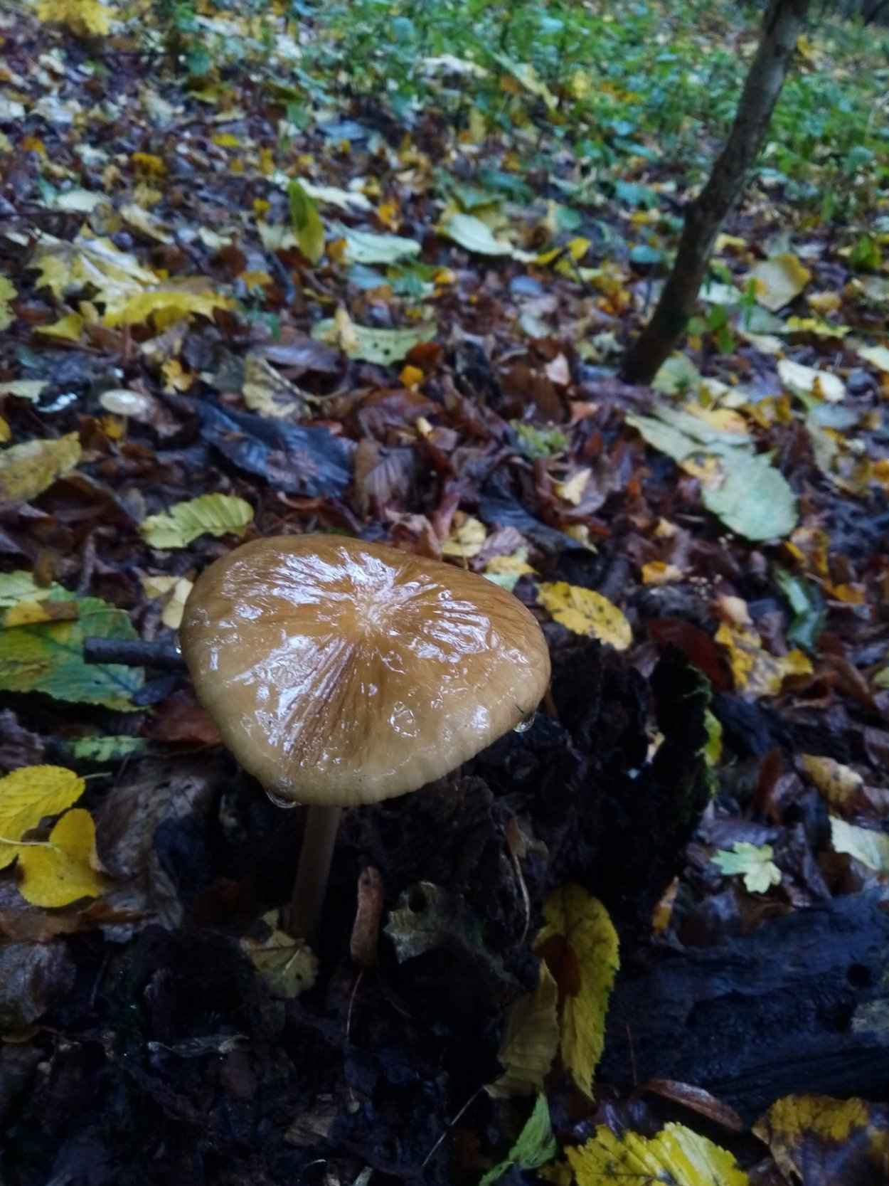 Агарикомицеты грибы