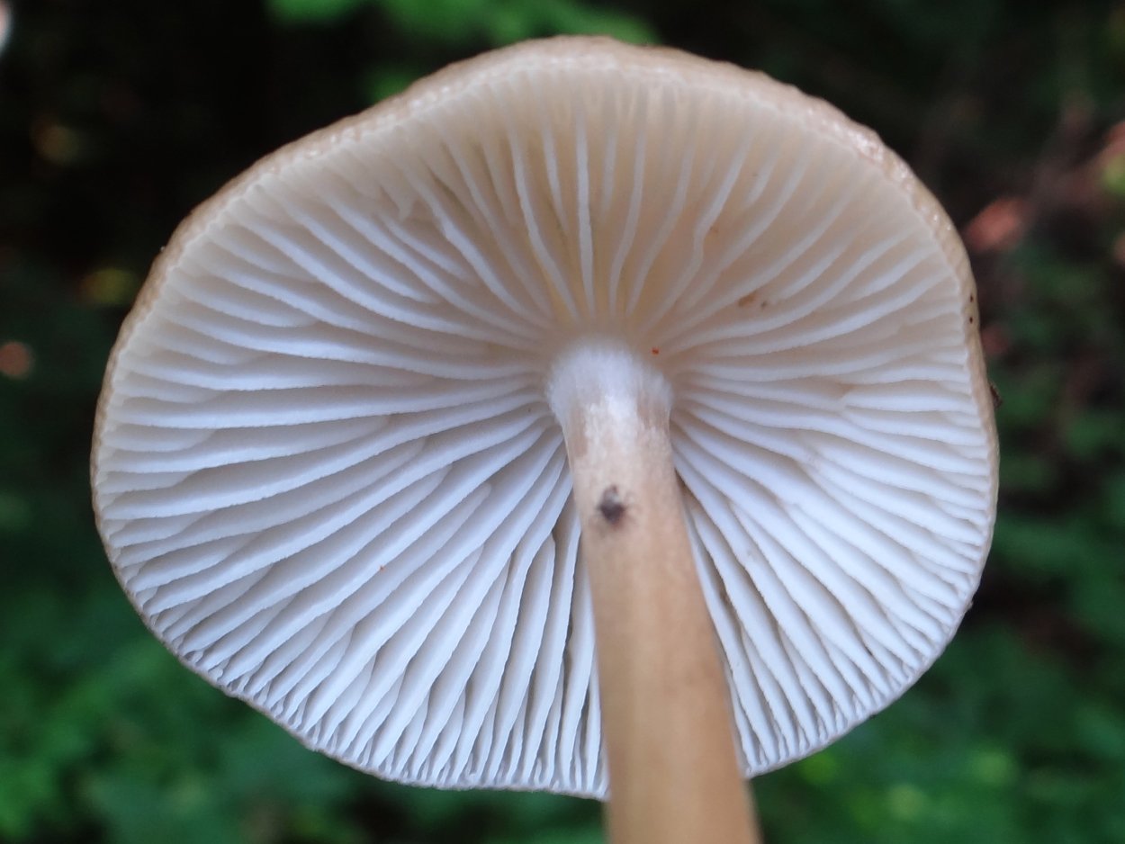 Коллибия клубненосная