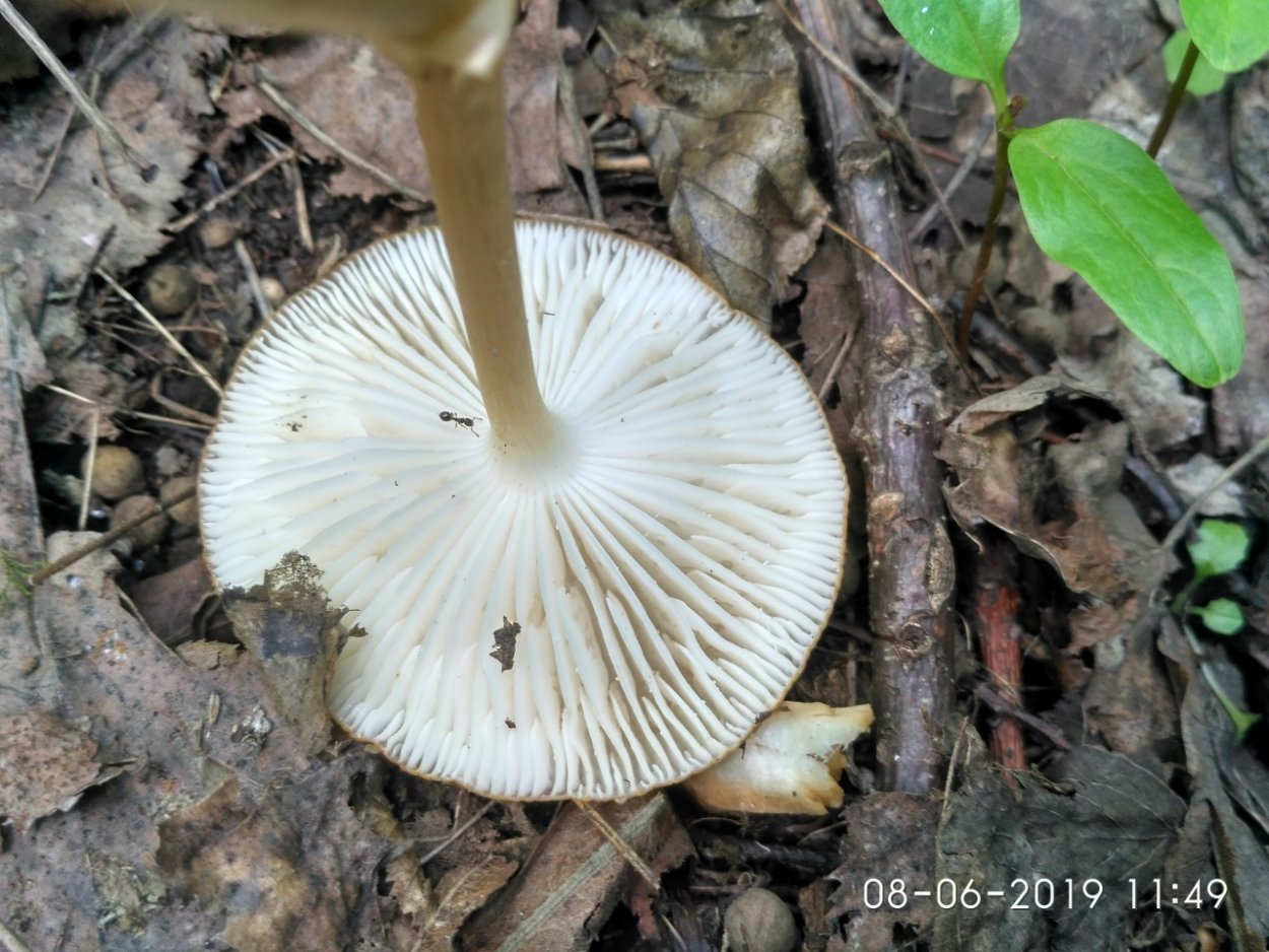 Ксерула летом