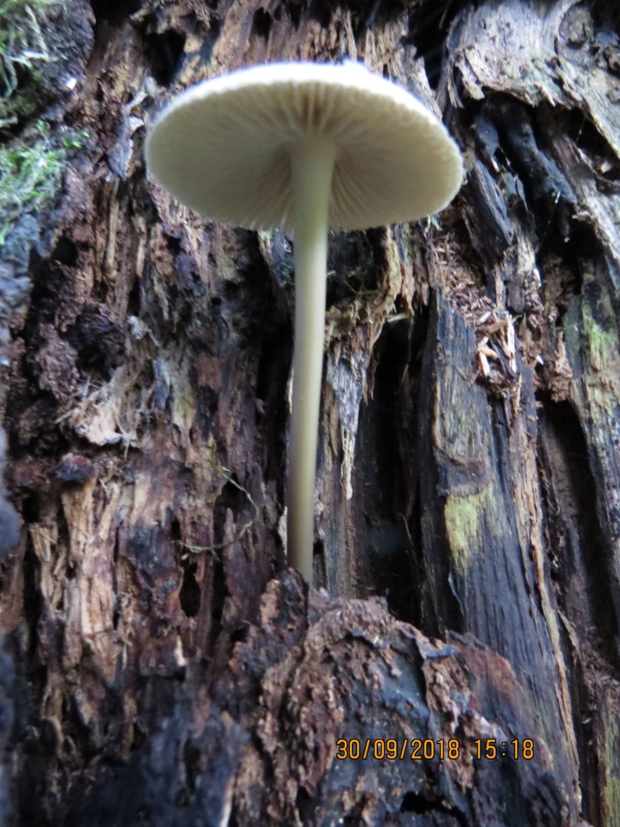 Удемансиелла корневая