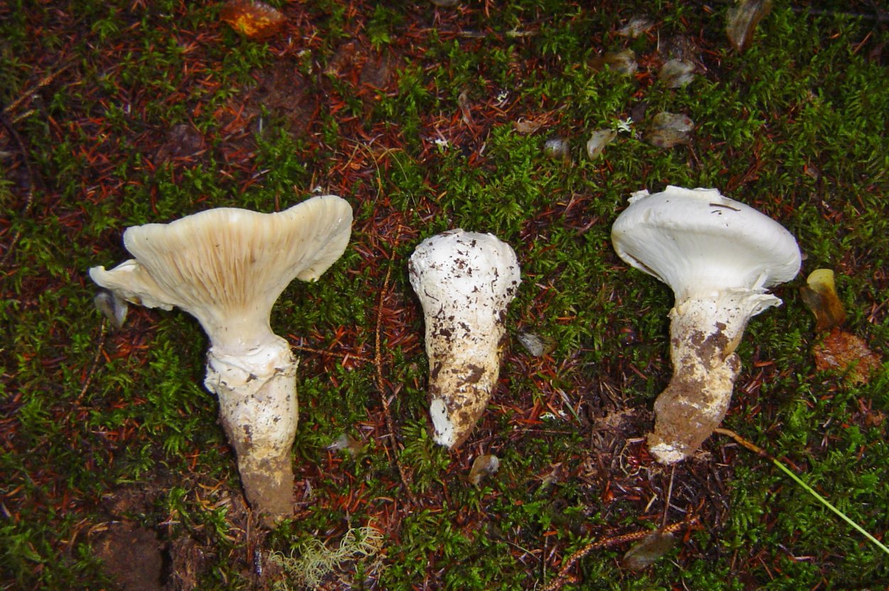 Плютей ивовый гриб