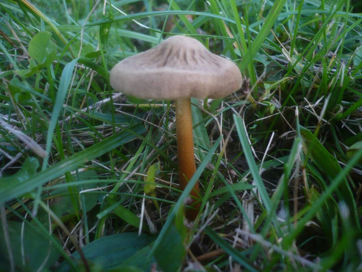 Гриб человеческий мозг