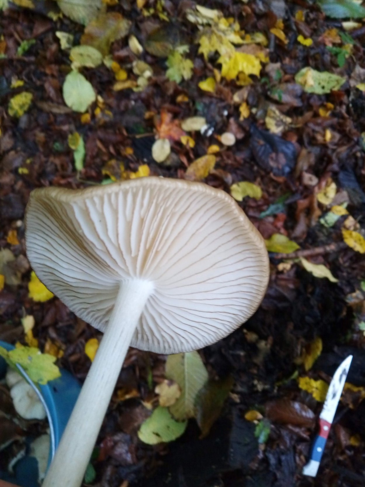 Удемансиелла корневая