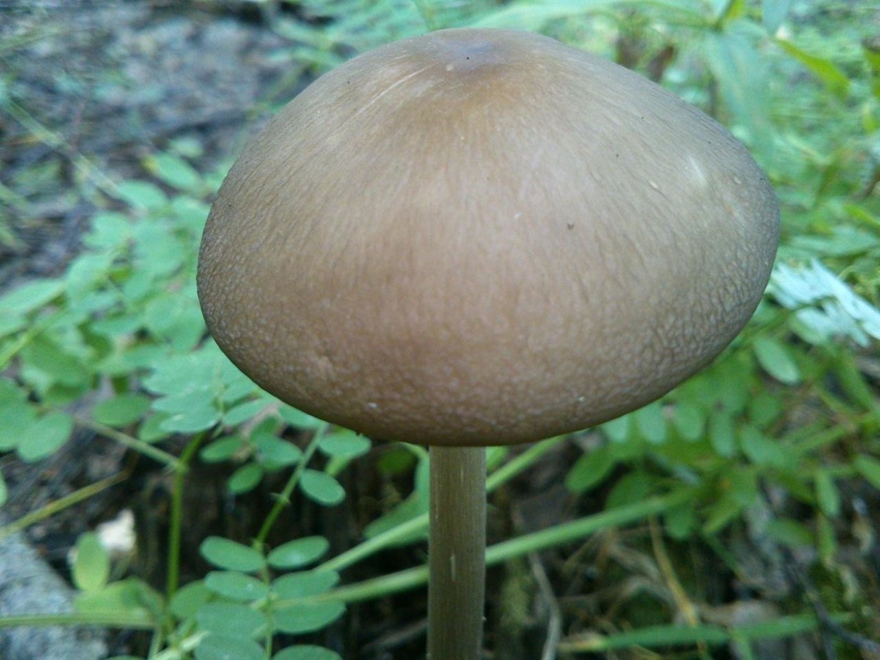 Коллибия хвостатая