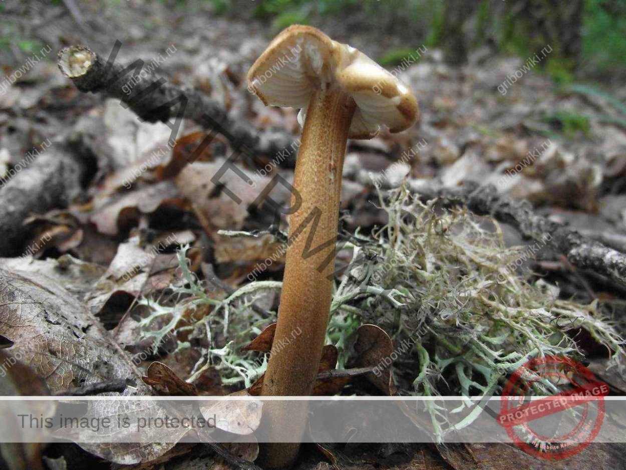 Коллибия лесолюбивая гриб