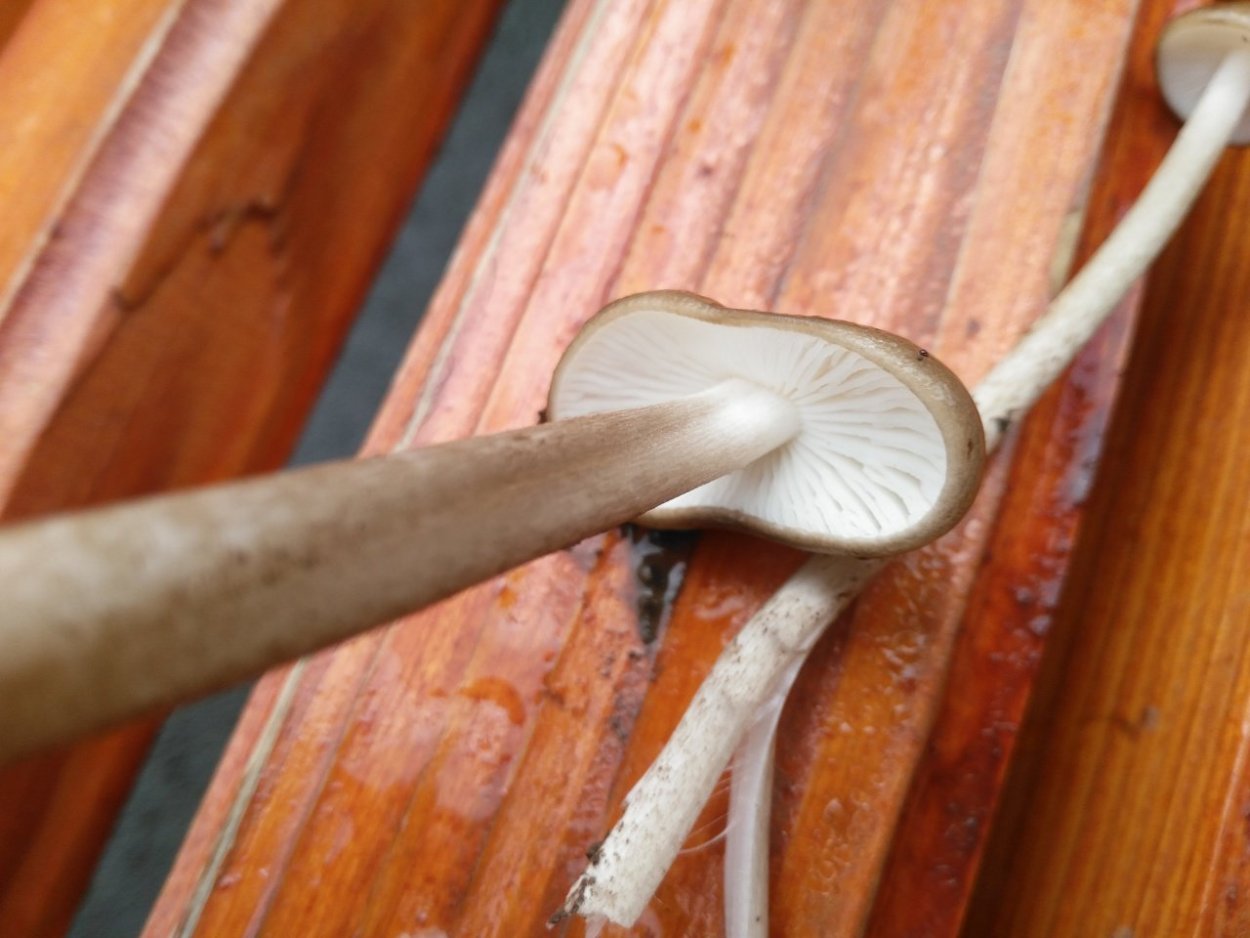 Hymenopellis furfuracea