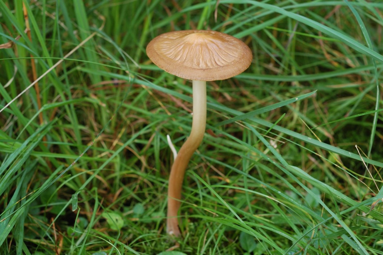 Ксерула корневая