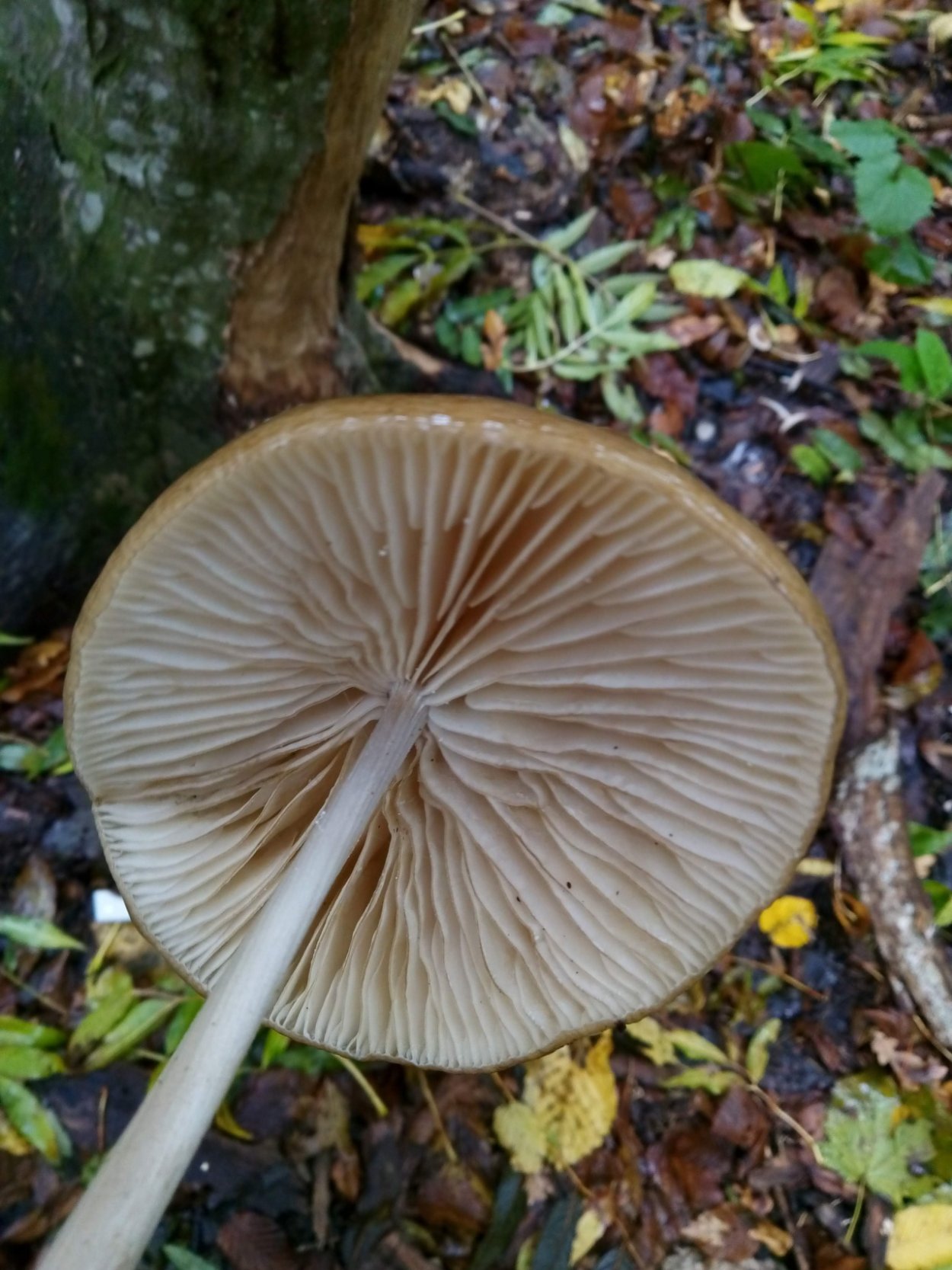 Ксерула корневая (Xerula radicata)