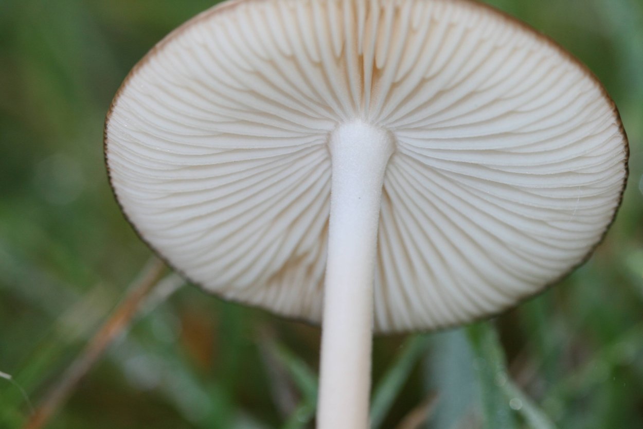 Ксерула гриб корневая