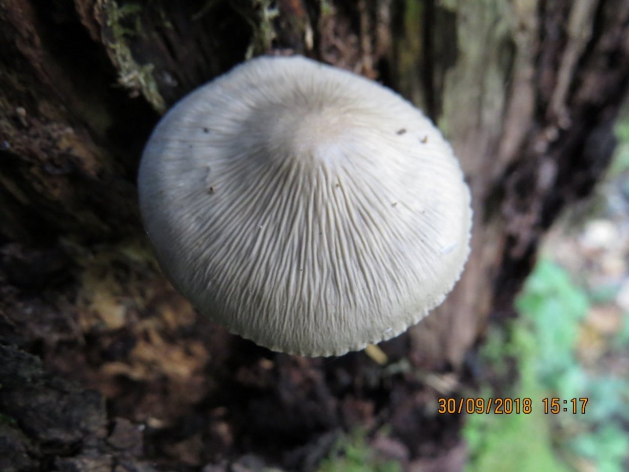 Фангус белый