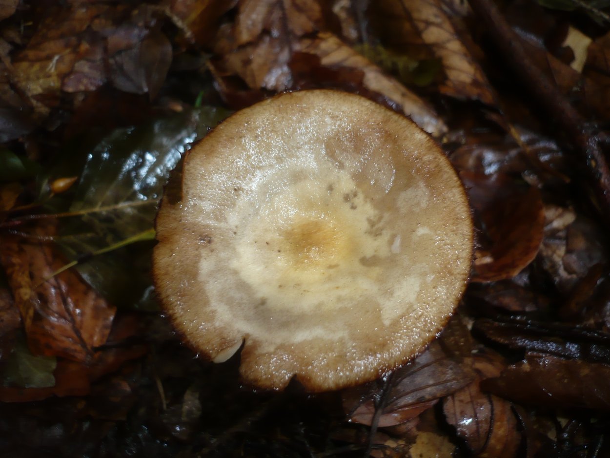 Синий гриб Энтолома