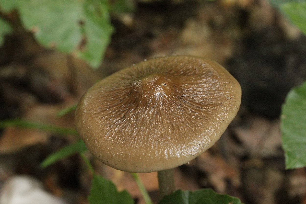 Ксерула корневая