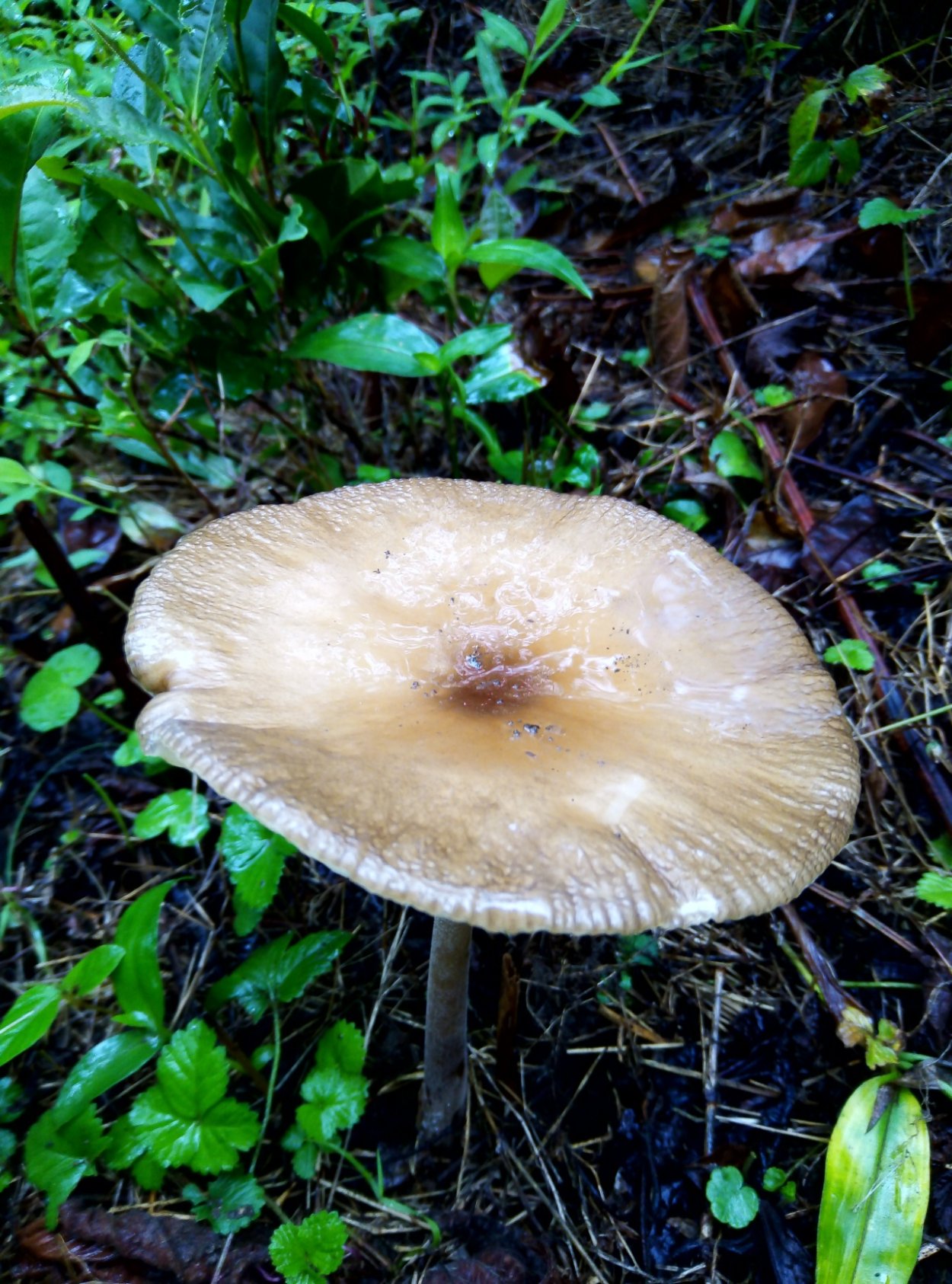 Коллибия обернутая