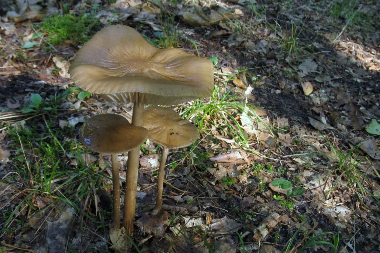 Ксерула гриб корневая