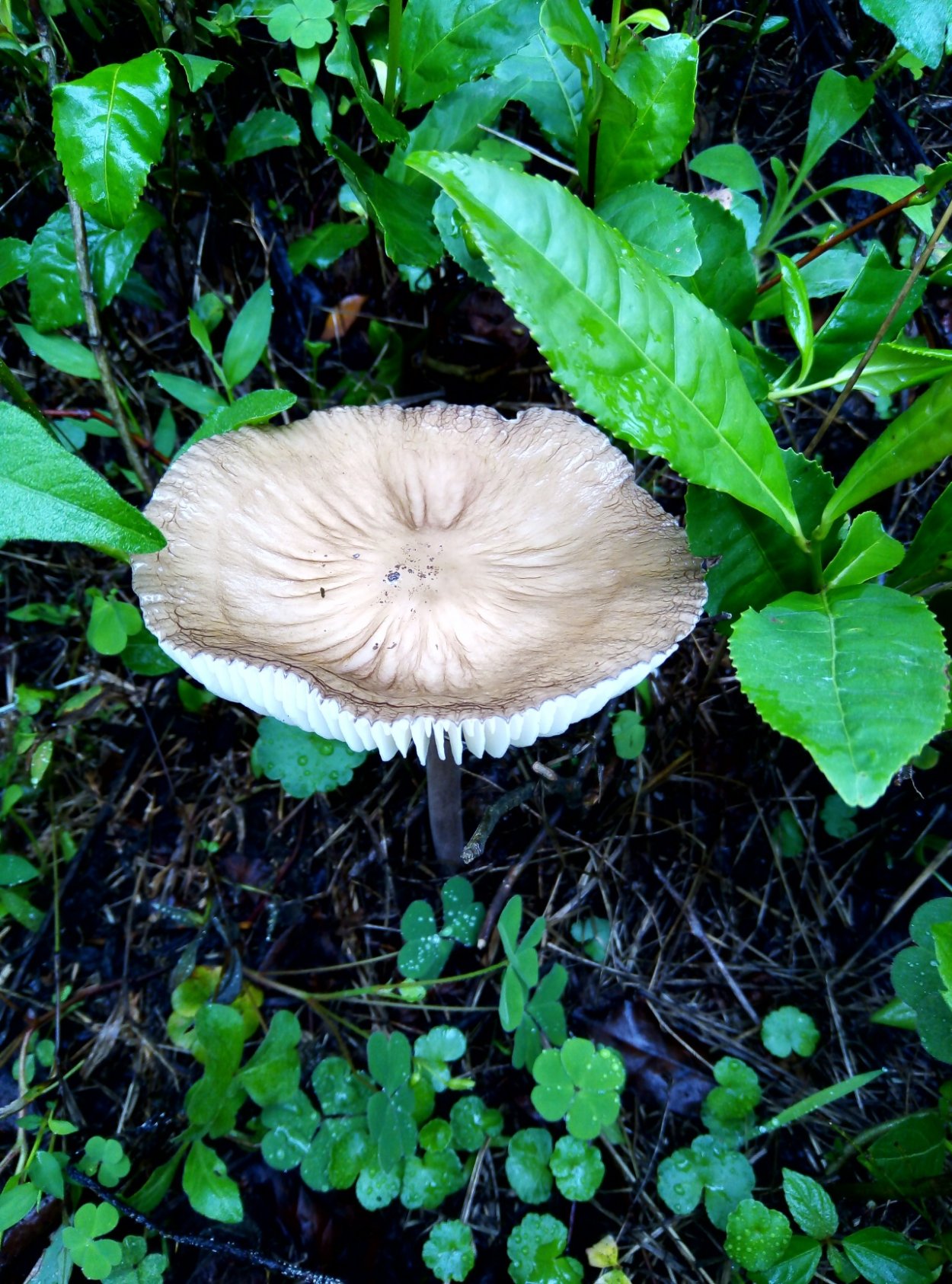 Ксерула хвостатая