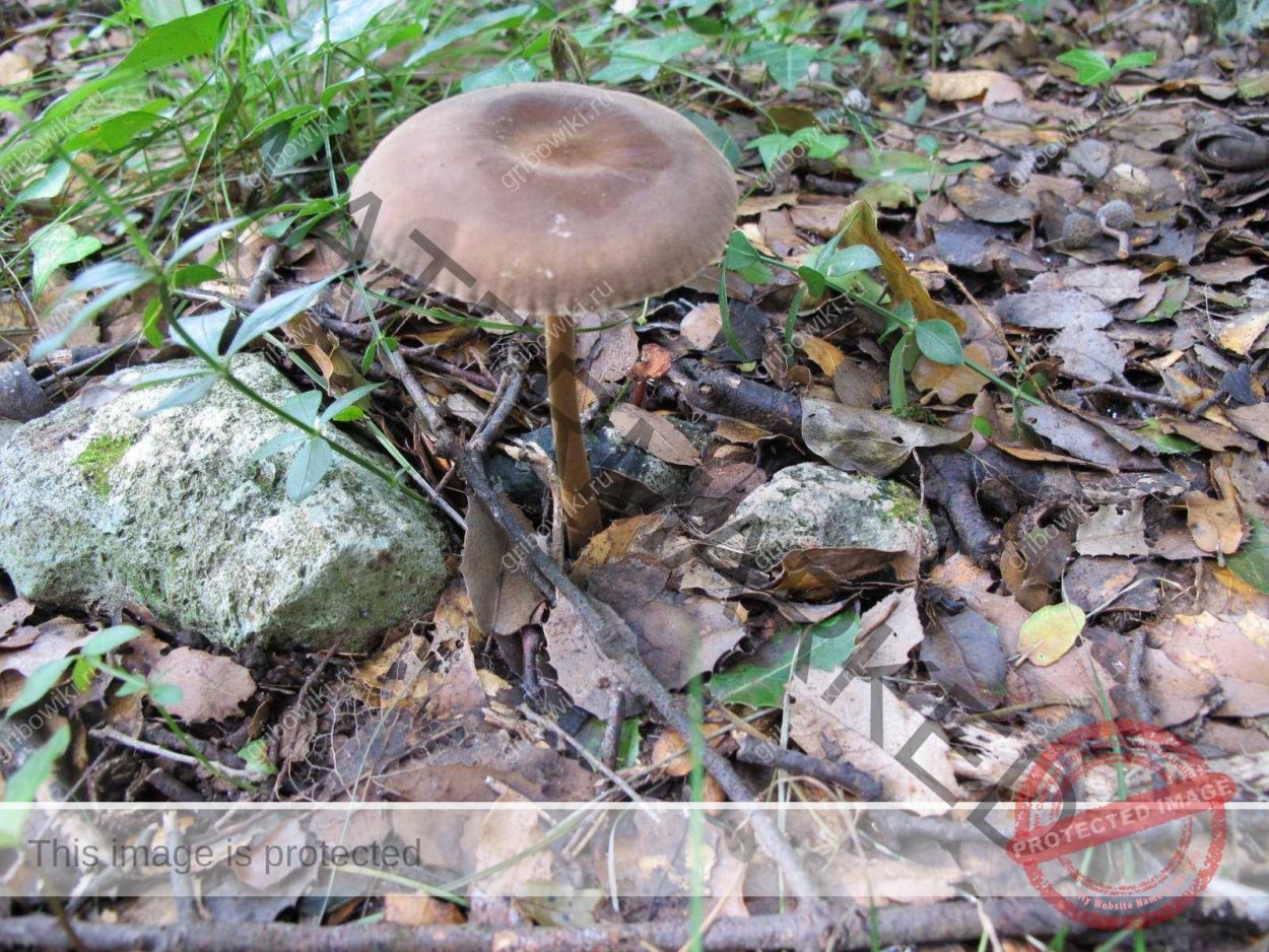 Ксерула скромная (Xerula pudens)