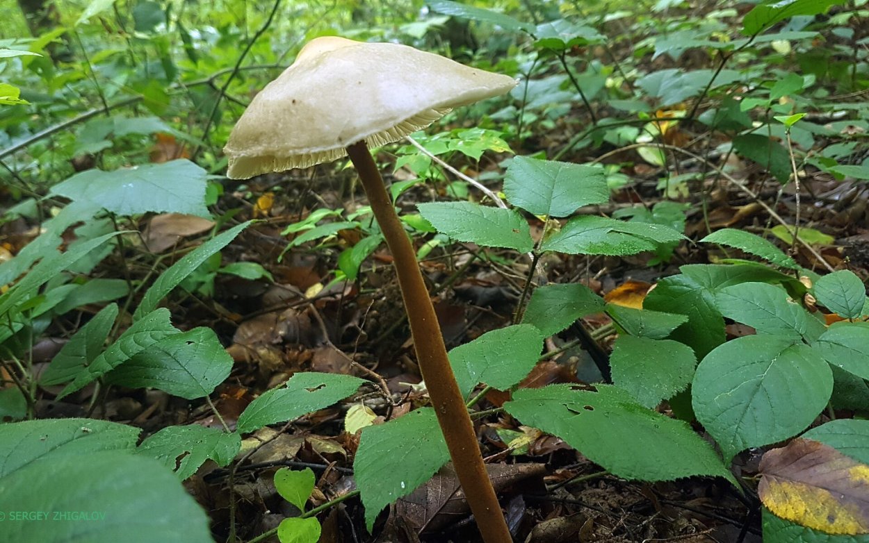 Ксерула корневая (Xerula radicata)