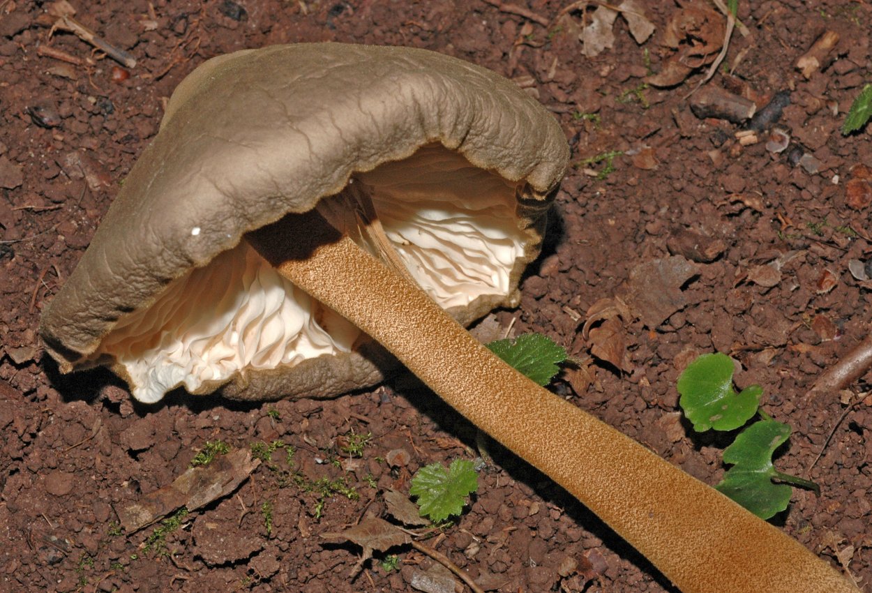 Коллибия водолюбивая