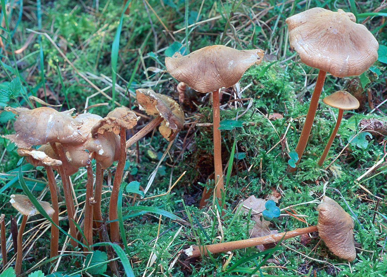 Ксерула хвостатая