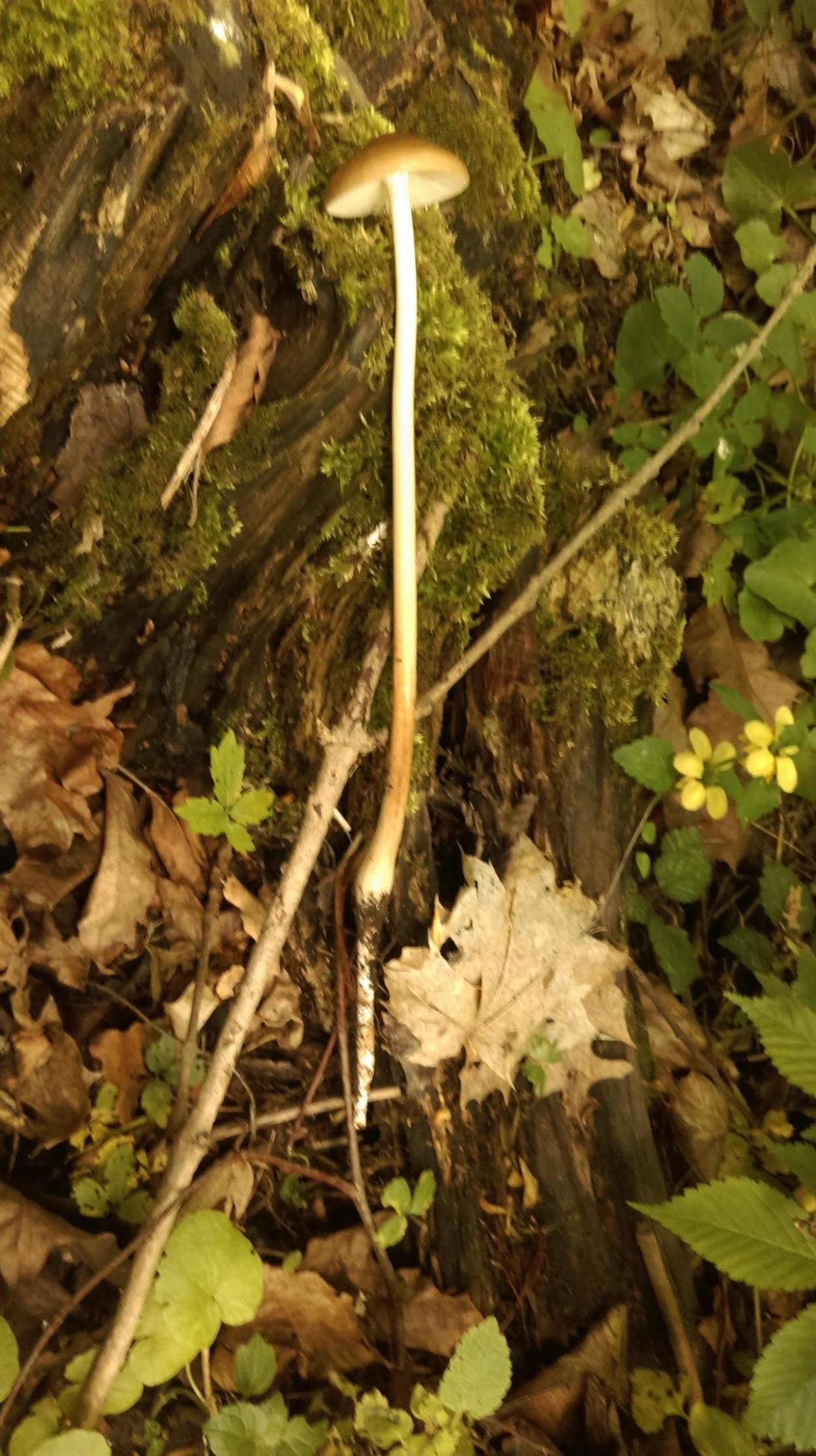 Денежка корневая