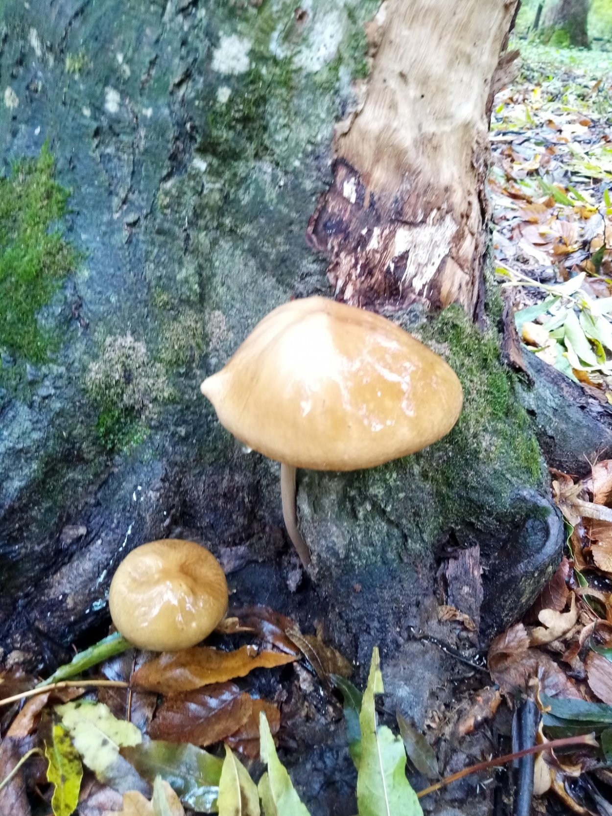 Ксерула хвостатая