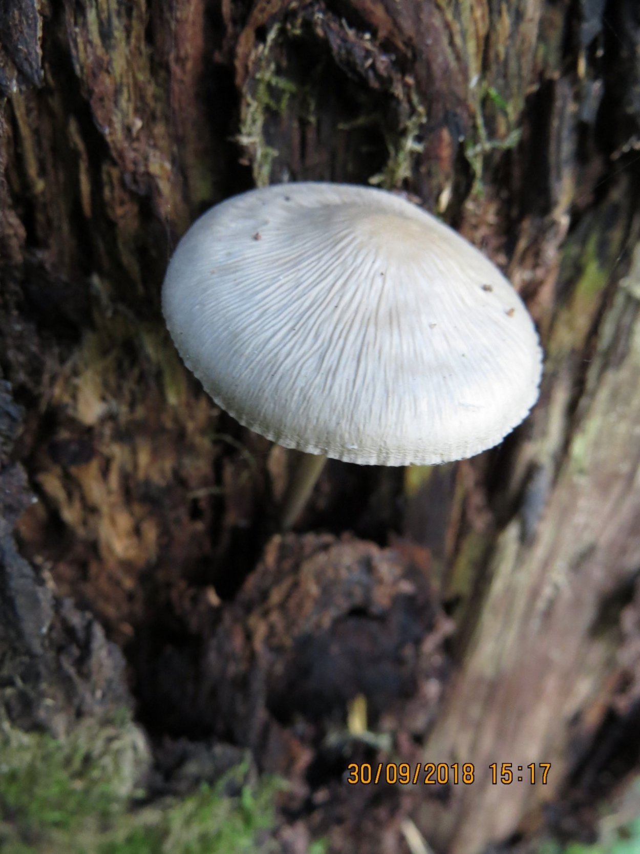 Древесные грибы Краснодарского края