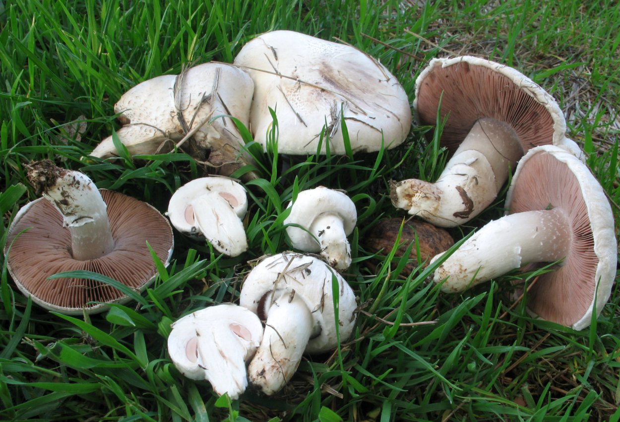 Agaricus arvensis Schaeff. — Шампиньон полевой