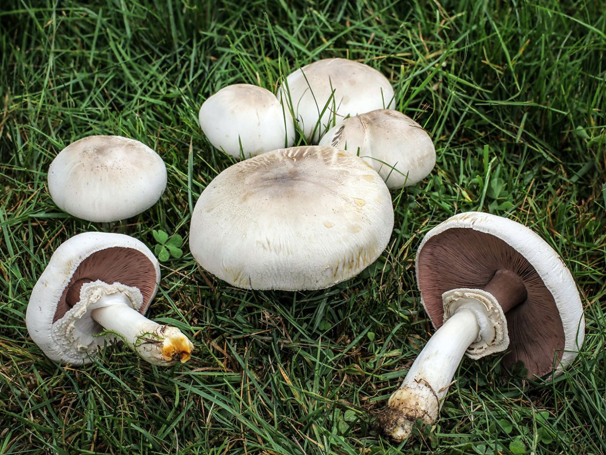 Шампиньон двуспоровый (Agaricus bisporus)