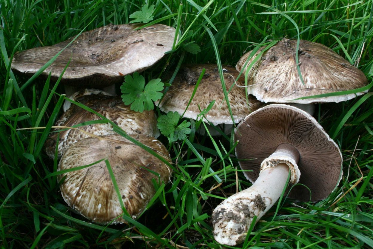 Шампиньон Луговой Agaricus Campestris