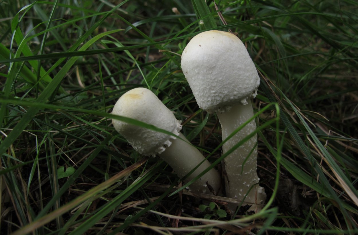 Шампиньон белый Луговой полевой