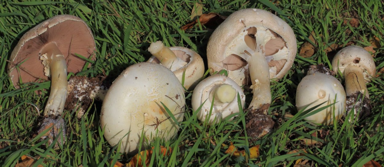 Обыкновенный шампиньон (Agaricus campester)