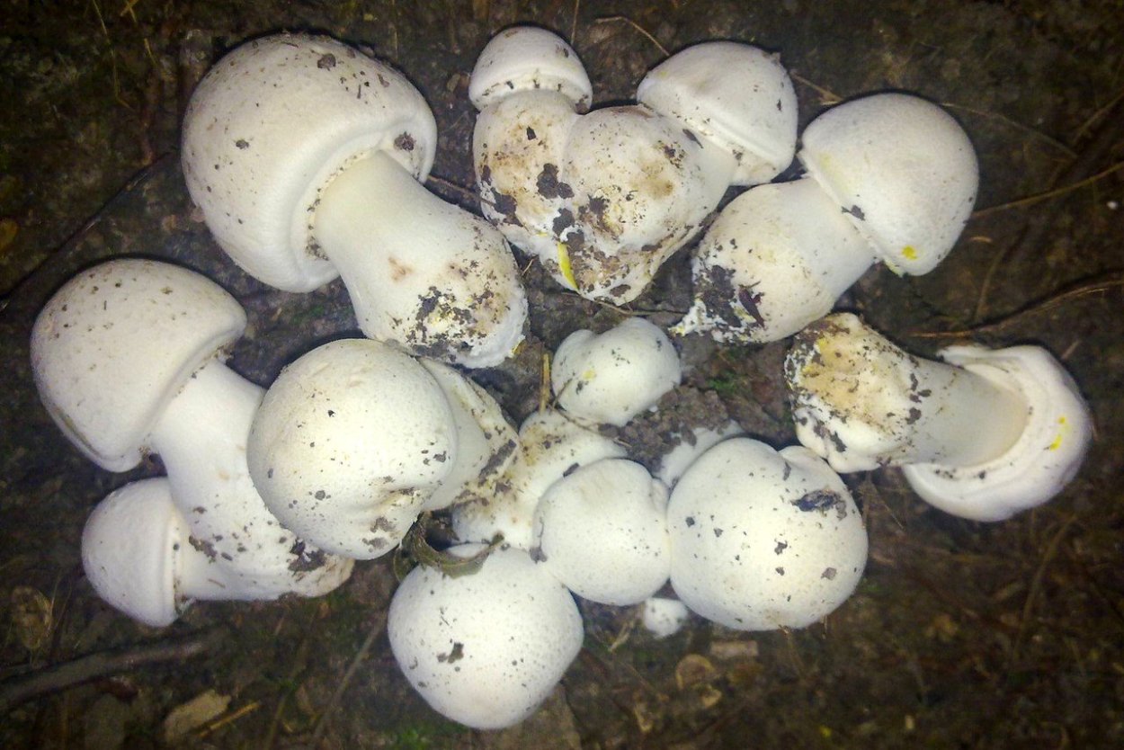 Шампиньон Кривой (Agaricus abruptibulbus)