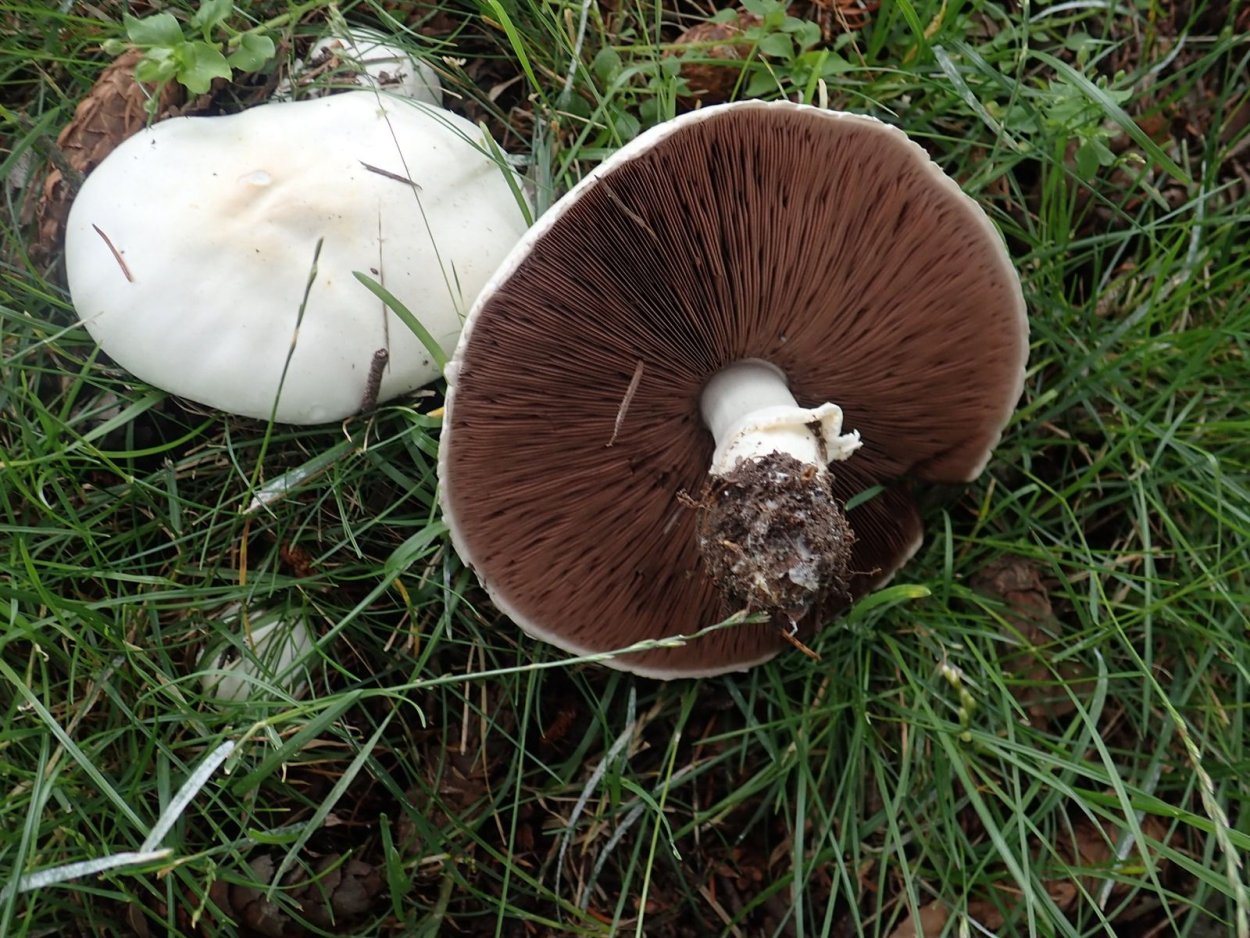 Agaricus subperonatus
