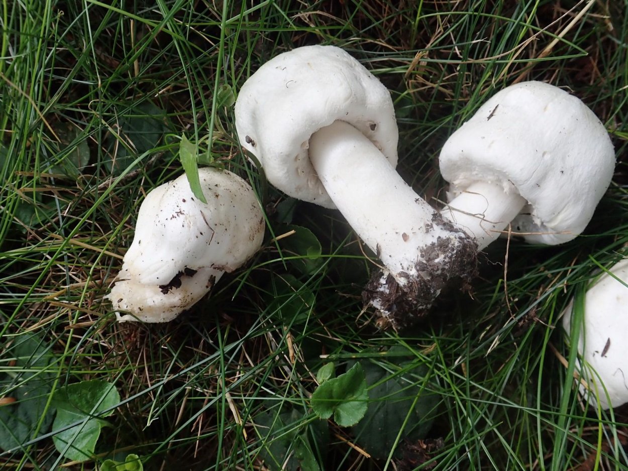 Гриб шампиньон Луговой