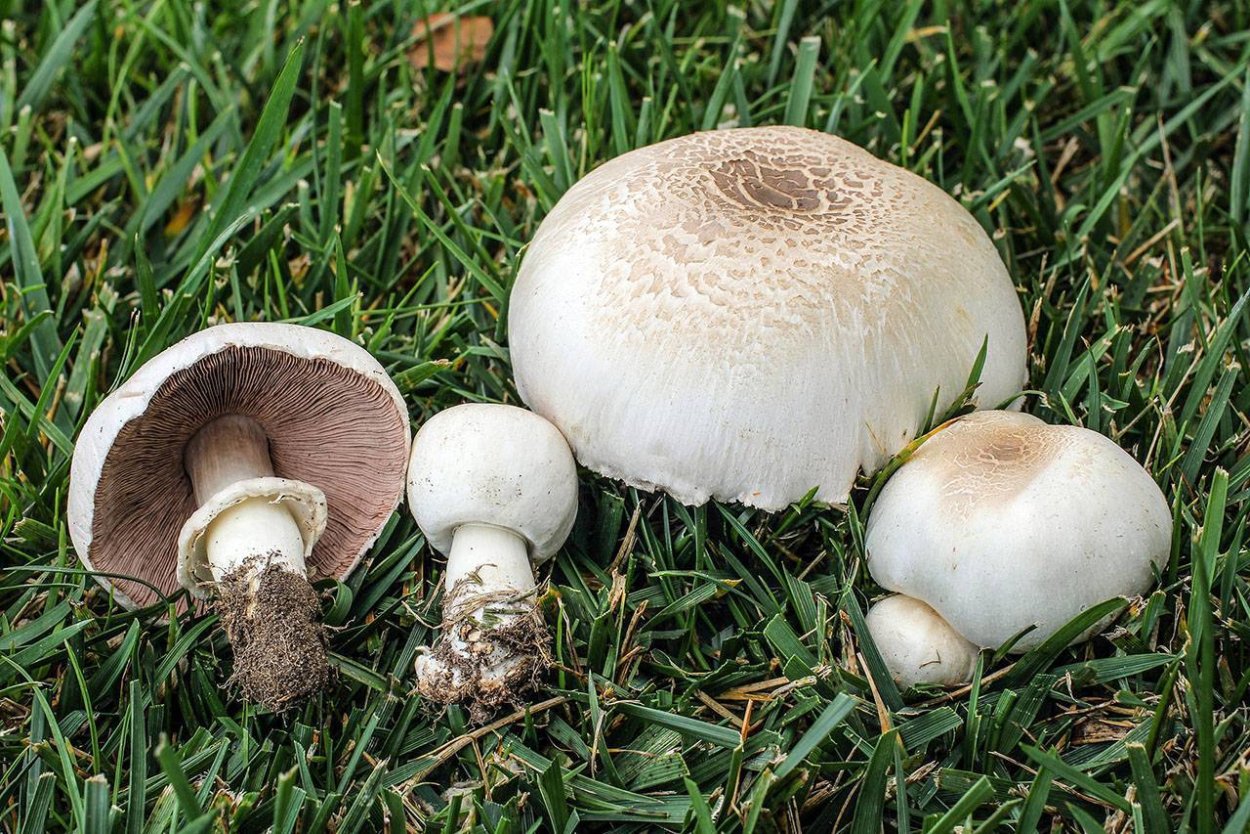 Шампиньон Таблитчатый (Agaricus tabularis)