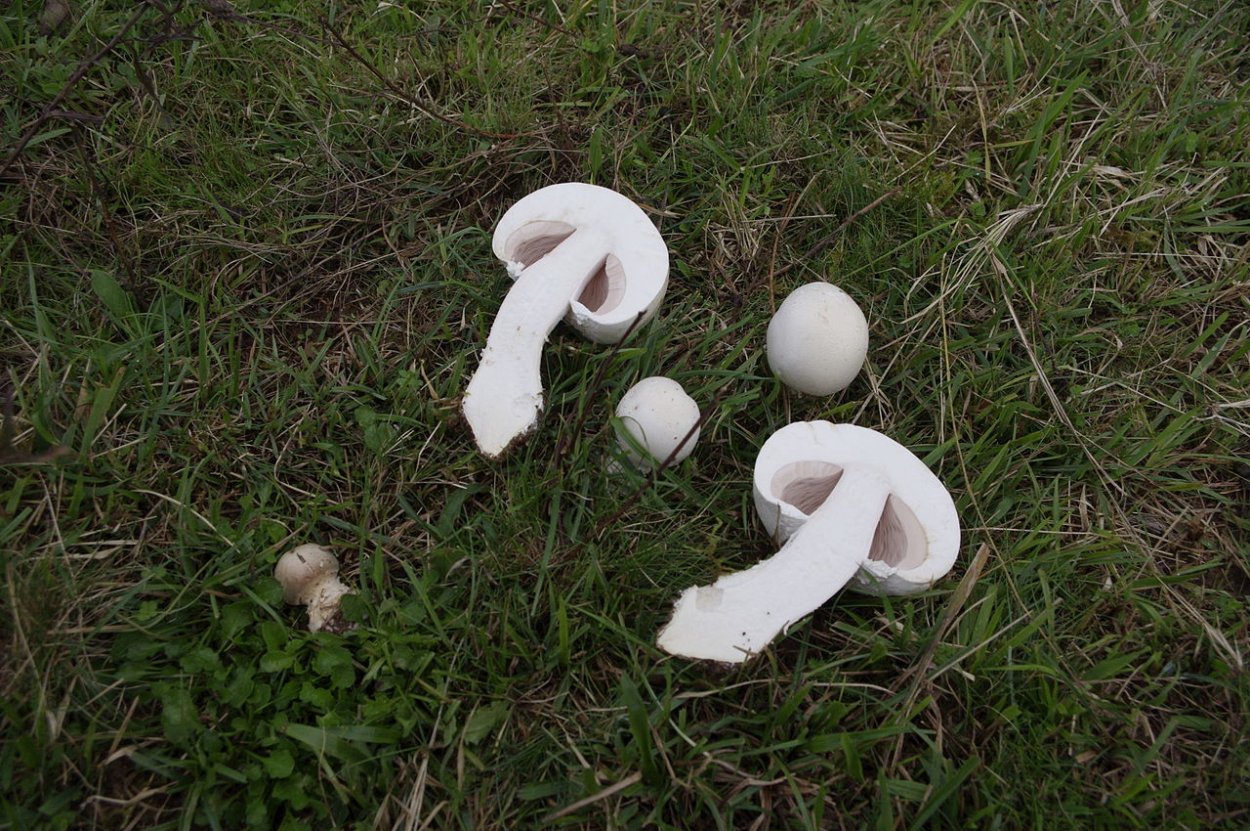 Шампиньон Луговой Agaricus Campestris