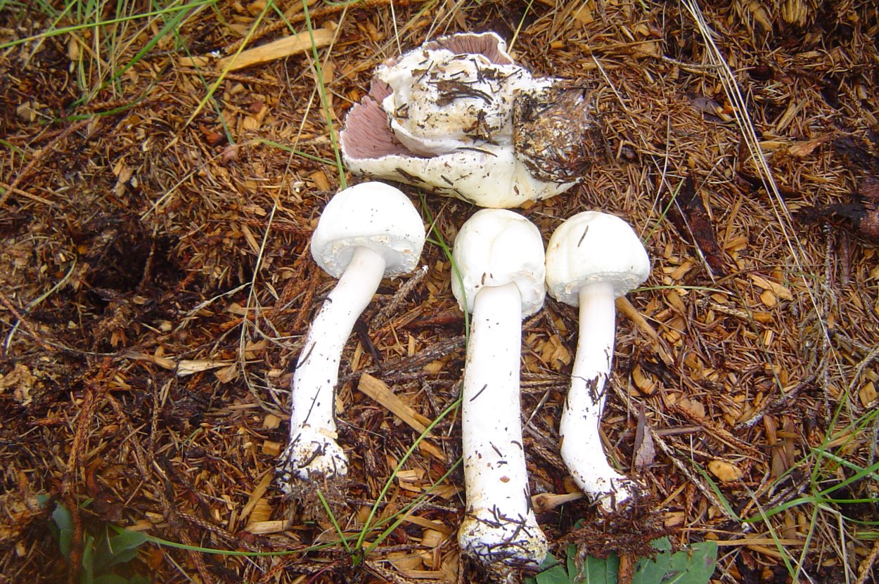 Шампиньон Луговой Agaricus Campestris