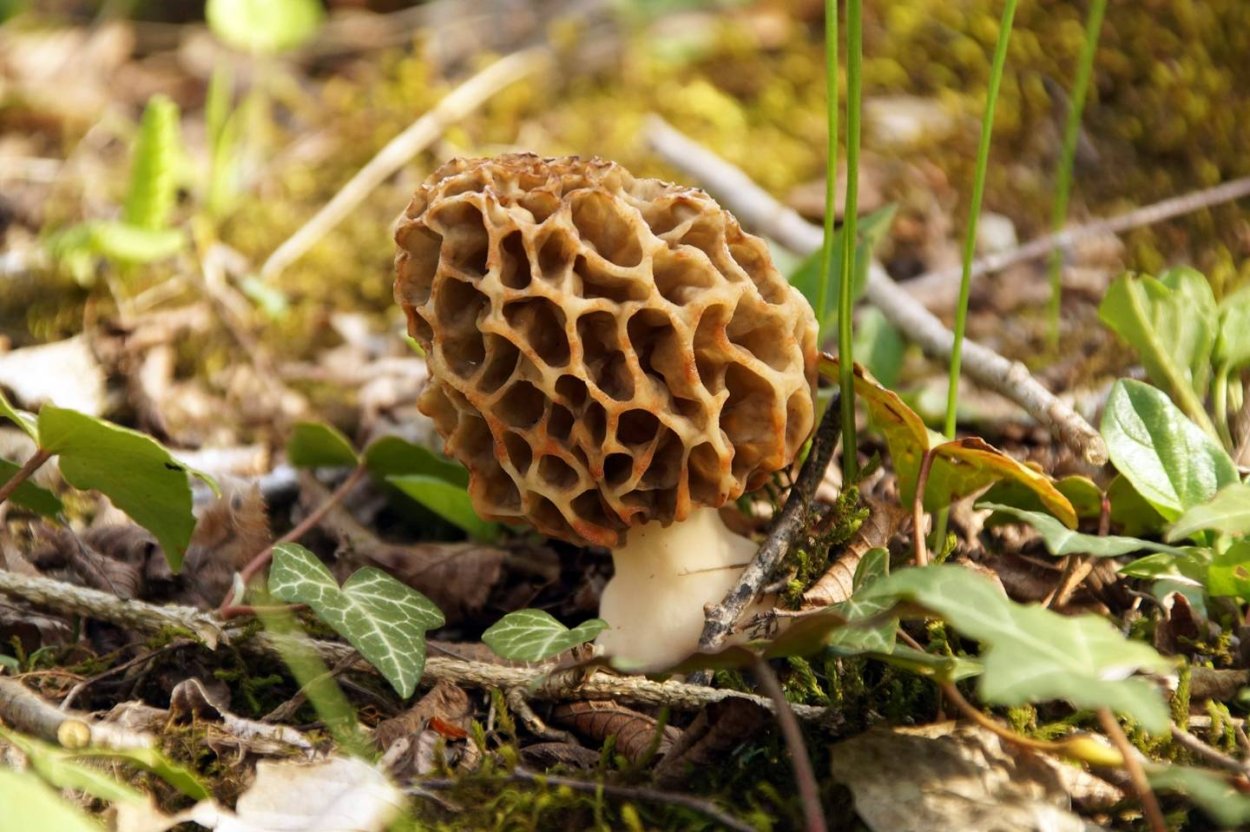 Сморчок Крымский