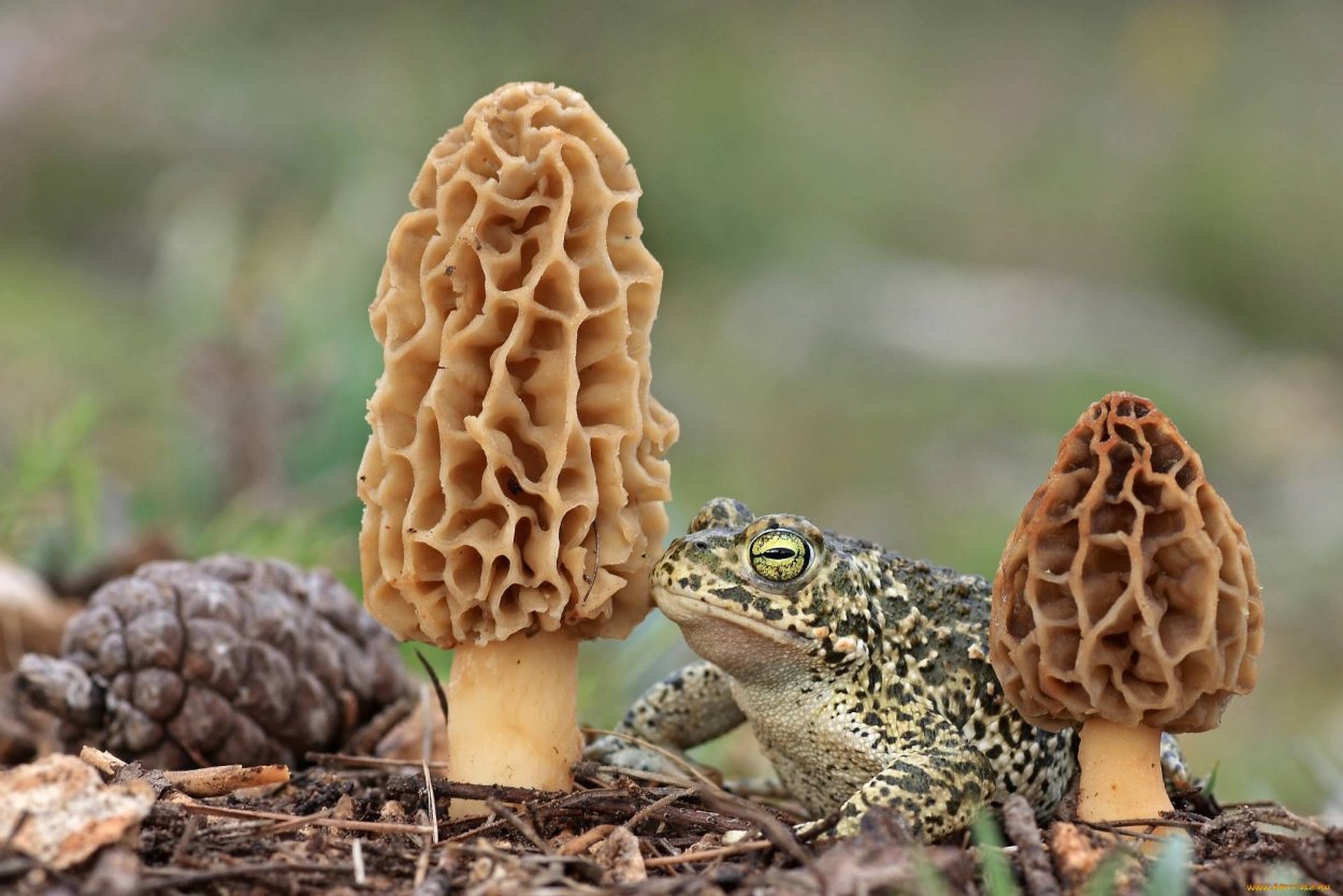 Сморчок обыкновенный