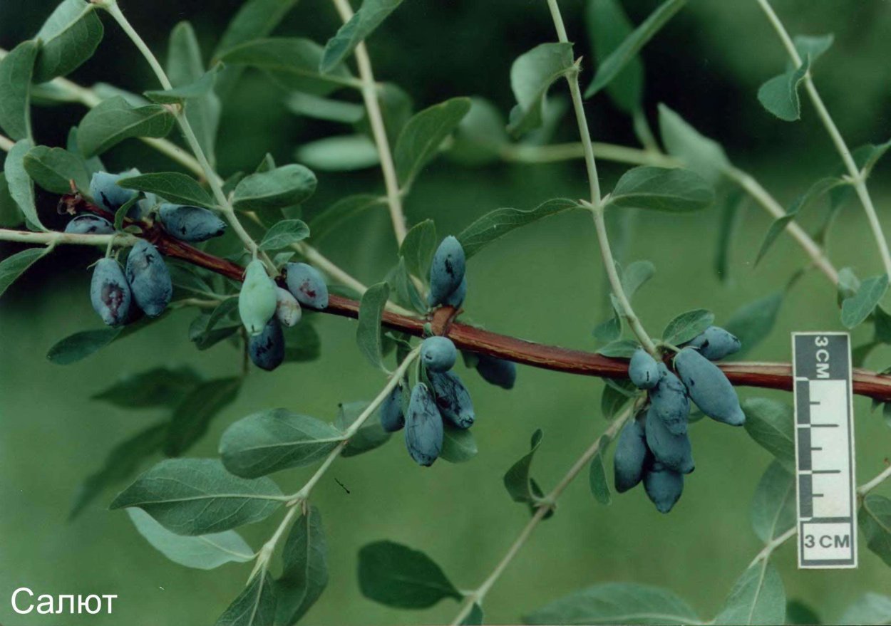 Жимолость съедобная Герда