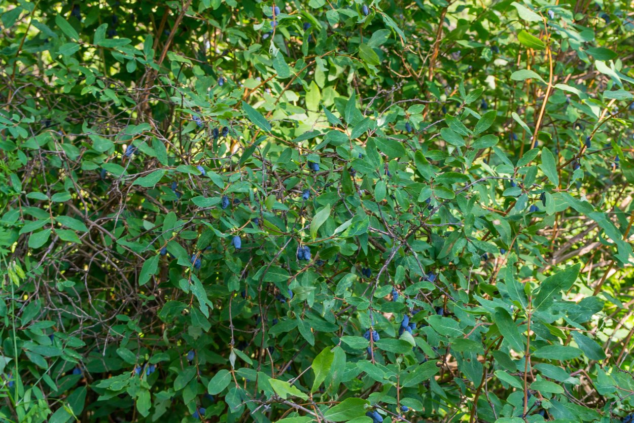 Жимолость Лесная